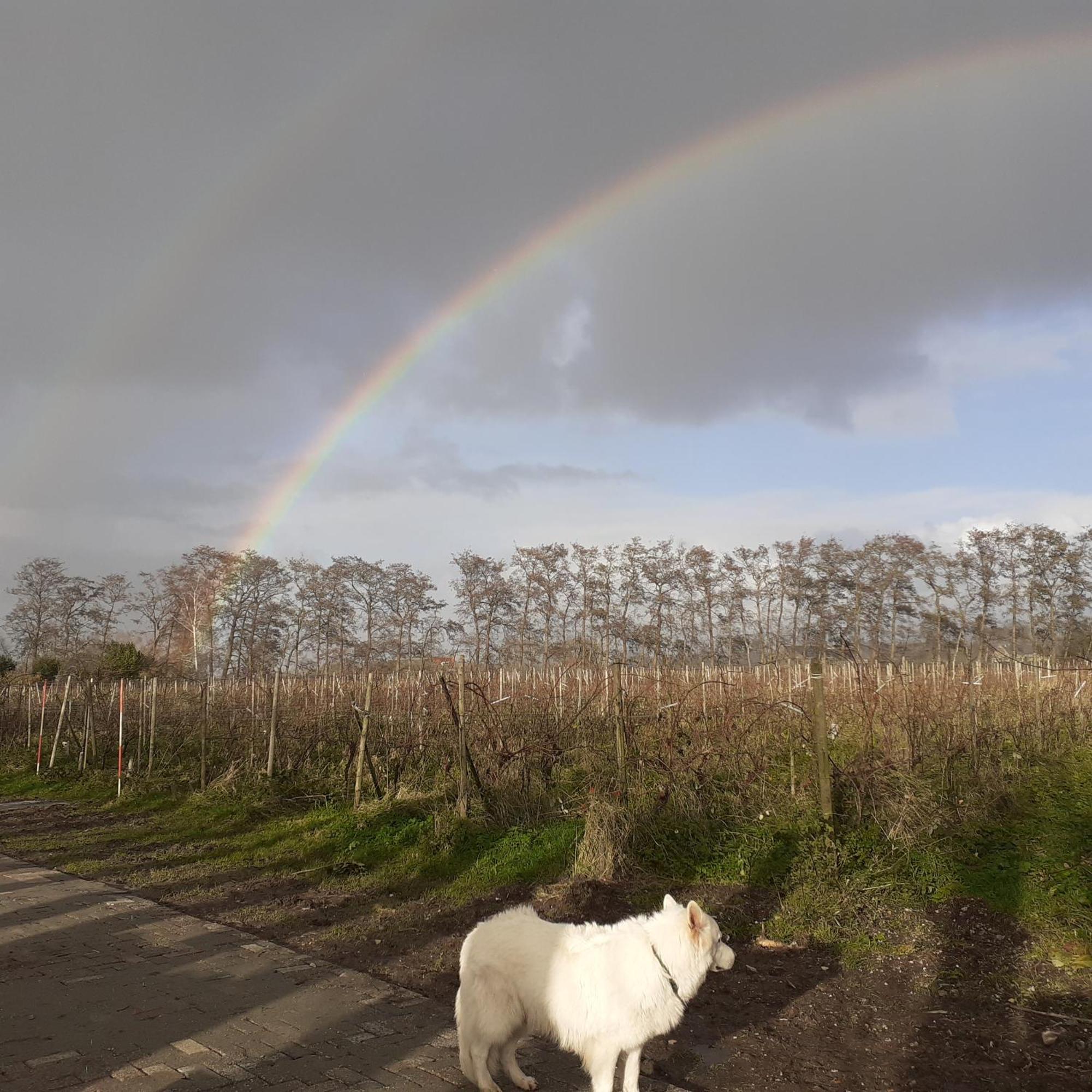Wijndomein De Vier Ambachten -Overnachten In De Wijngaard Simonshaven エクステリア 写真